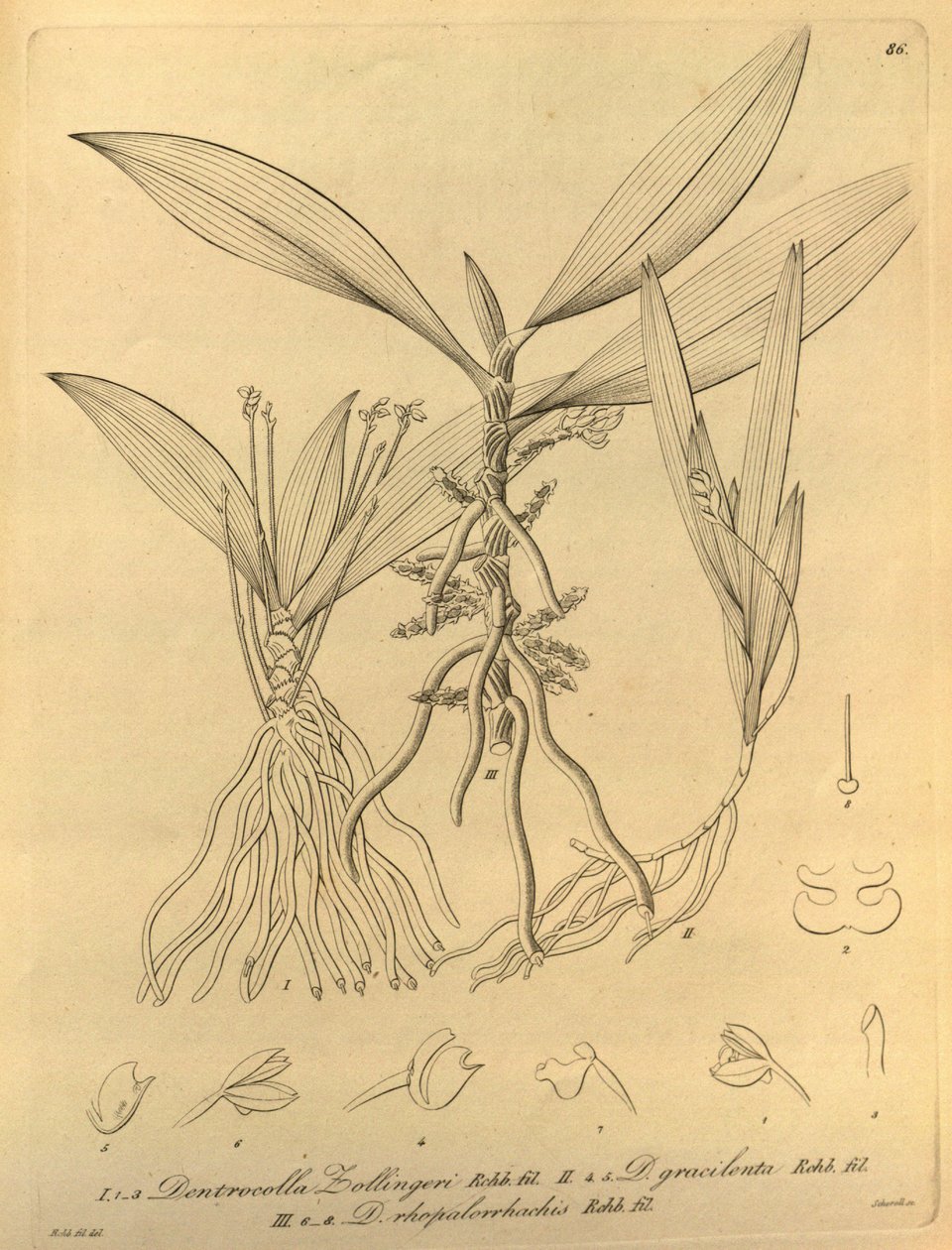 本文件来自生物多样性遗产图书馆，可通过以下网址在线获取：biodiversitylibrary.org/page/696486 作者 海因里希·古斯塔夫·赖兴巴赫