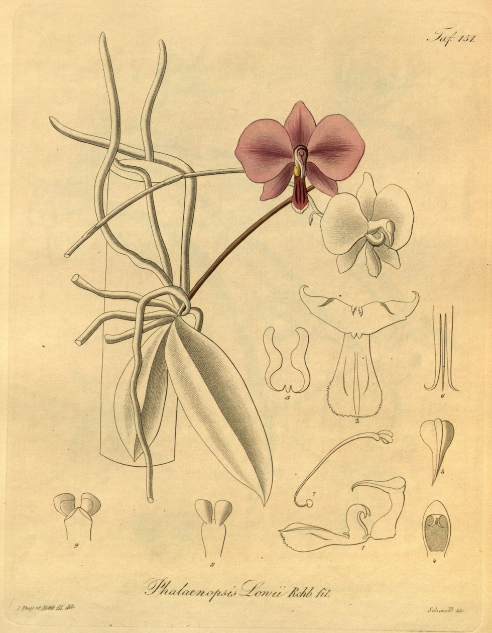 该文件来自生物多样性遗产图书馆，可在线获取：biodiversitylibrary.org/page/698347 作者 海因里希·古斯塔夫·赖兴巴赫