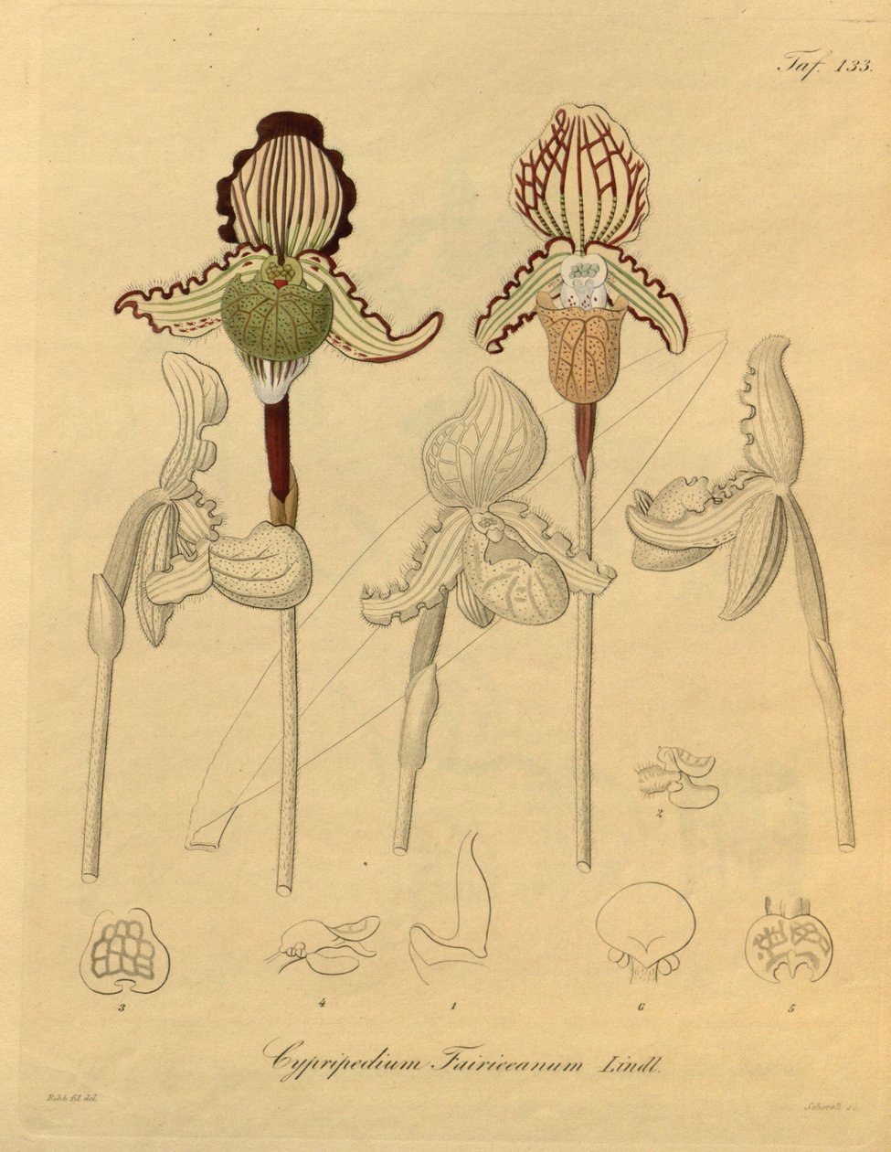 本文件来自生物多样性遗产图书馆，可通过以下网址在线获取：biodiversitylibrary.org/page/698329 作者 海因里希·古斯塔夫·赖兴巴赫