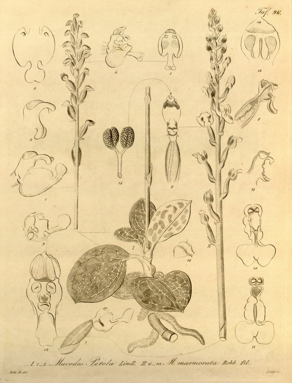 本文件来自生物多样性遗产图书馆，可通过以下网址在线获取：biodiversitylibrary.org/page/696496 作者 海因里希·古斯塔夫·赖兴巴赫