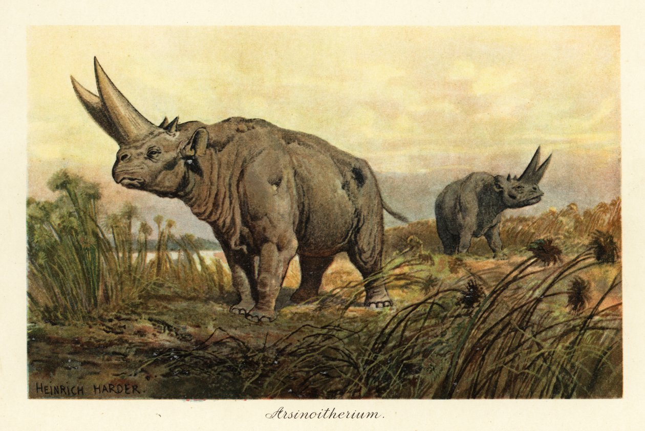 Arsinoitherium，一种已灭绝的 paenungulata 哺乳动物属。，1908 年（印刷） 作者 亨利·哈德