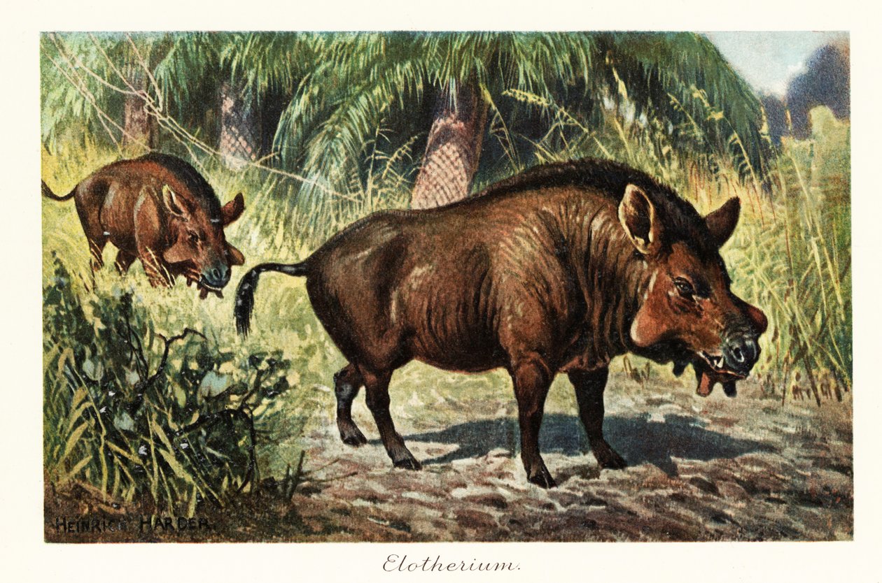 Entelodon，已灭绝的内齿兽类。 作者 亨利·哈德