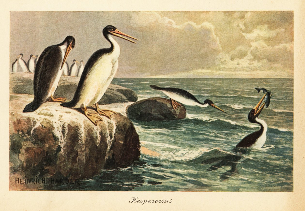 Hesperornis regalis，白垩纪已灭绝的不会飞的鸟。 作者 亨利·哈德