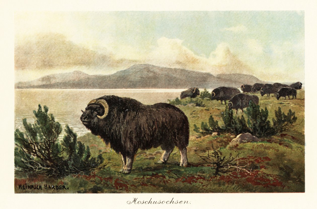 麝香牛（Ovibos moschatus），1908 年（印刷品 作者 亨利·哈德