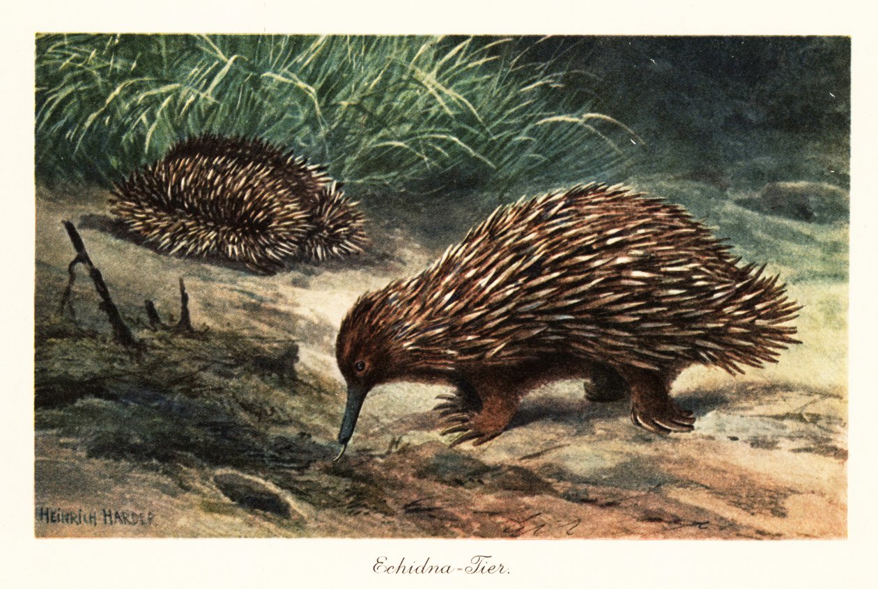 短喙针鼹，Tachyglossus aculeatus，正在觅食。 作者 亨利·哈德
