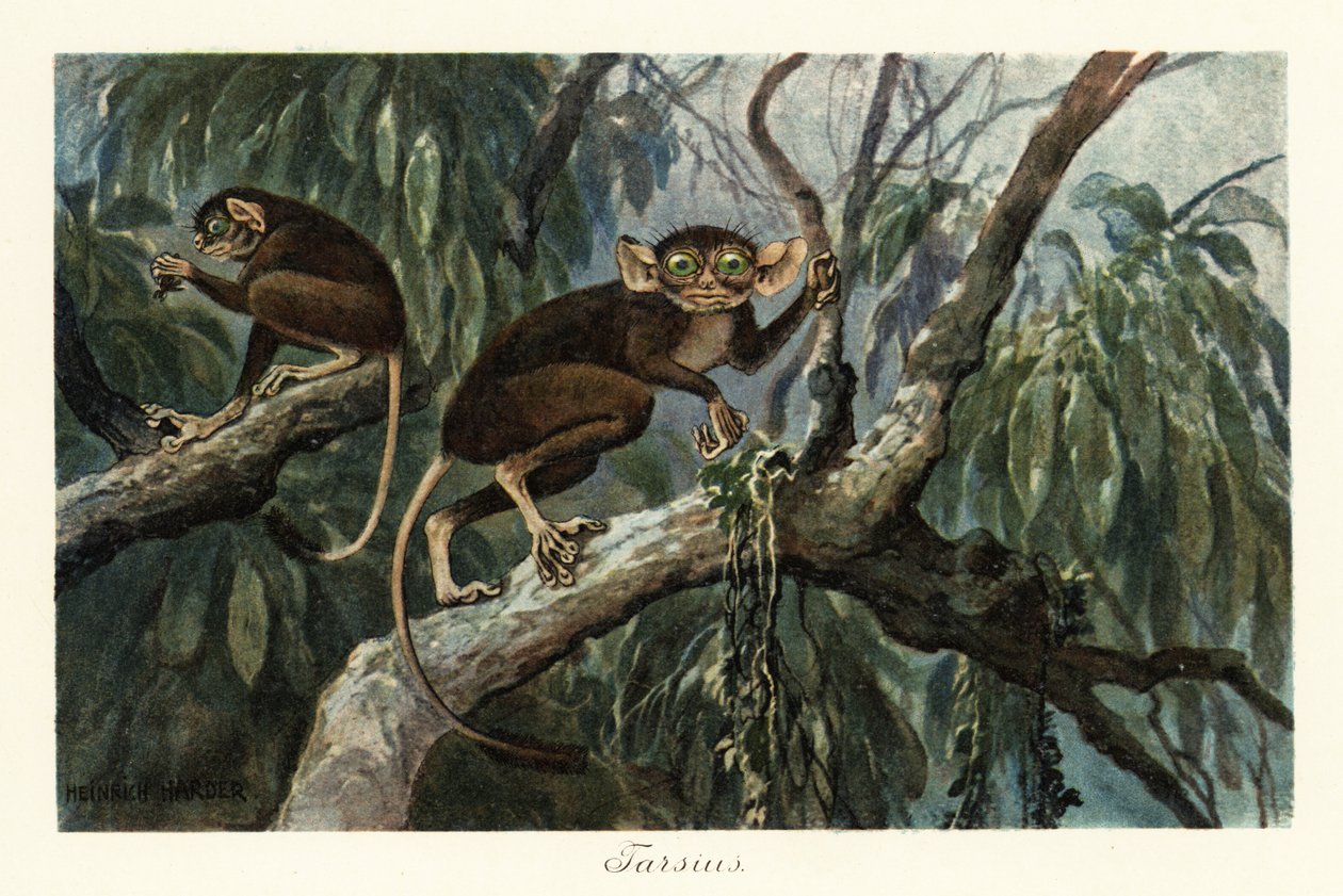 Tarsius, haplorrhine primate genus of tarsiers.，1908 (Print) 作者 亨利·哈德
