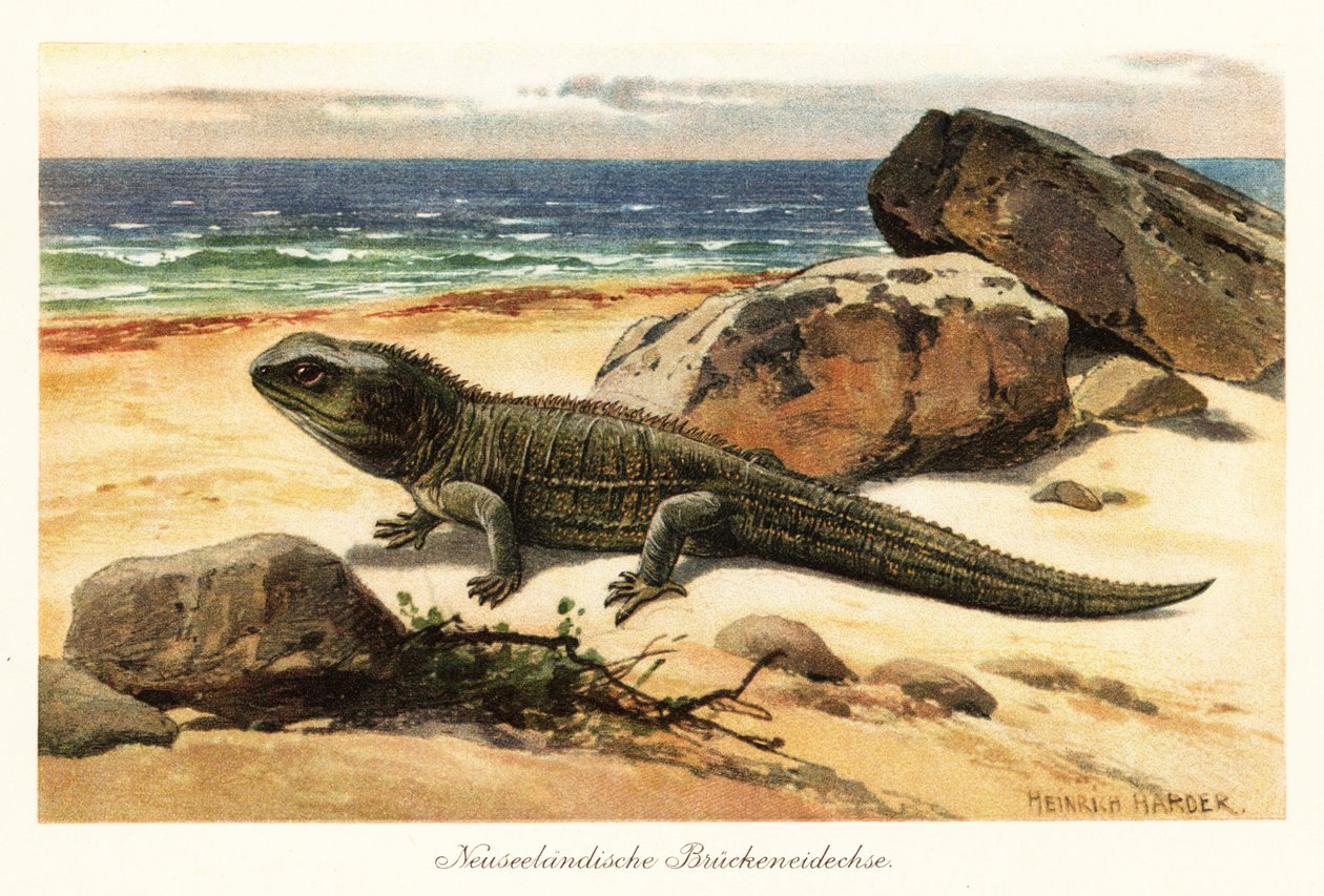 脆弱的大蜥蜴，Sphenodon punctatus，在岸上。 作者 亨利·哈德