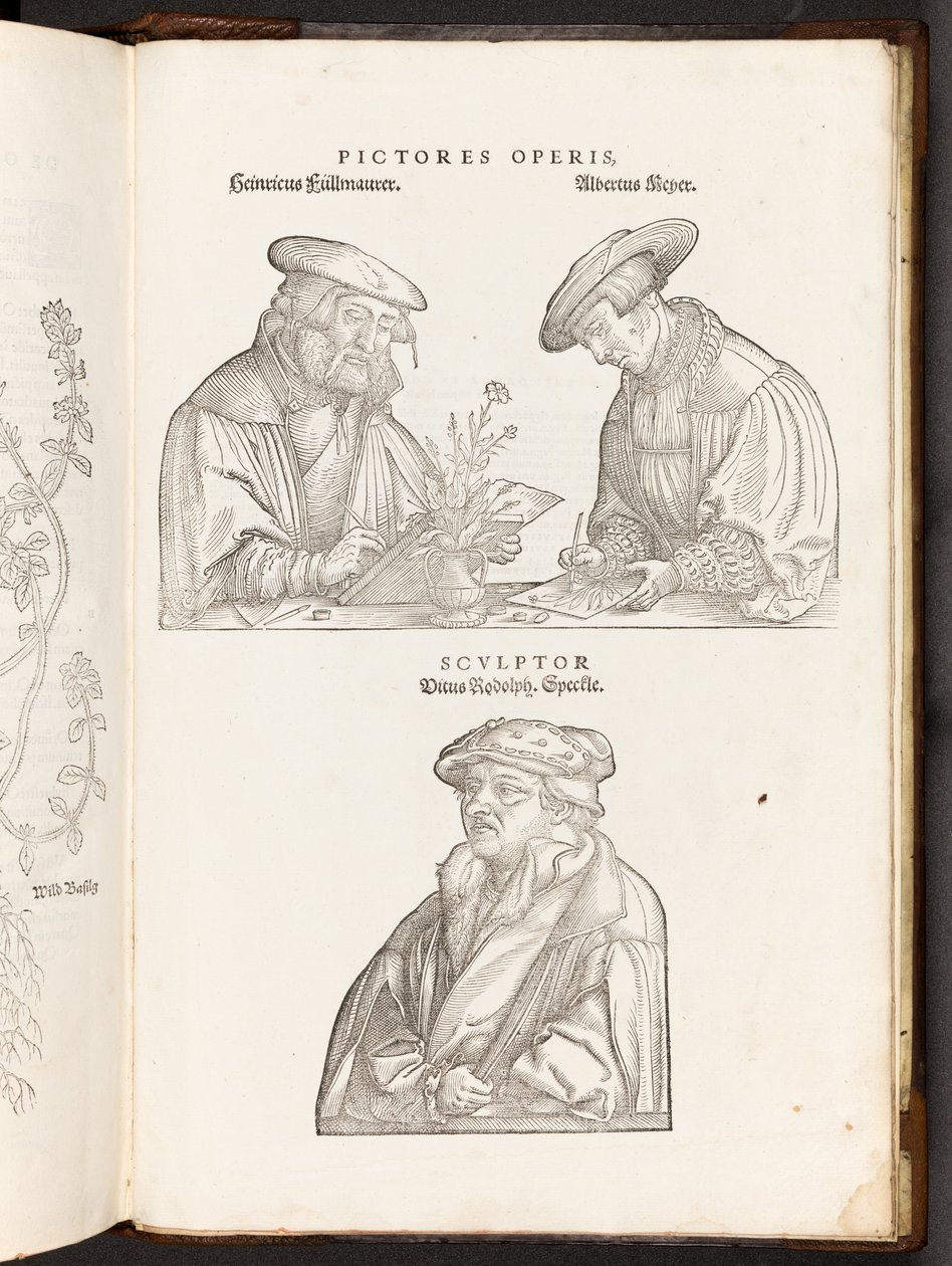 BT3.267.5 opp p896艺术家和雕刻师，来自De historia stirpium commentsarii insignes的插图作者：Leonhart Fuchs，1542 作者 海因里希和迈尔（Albert Fullmaurer）