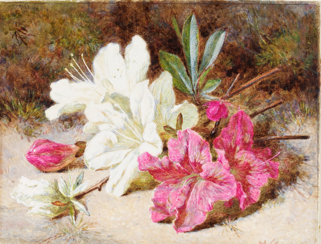 Azalea Bloom，c.1865-74 作者 海伦·科迪莉亚·科尔曼·安杰尔