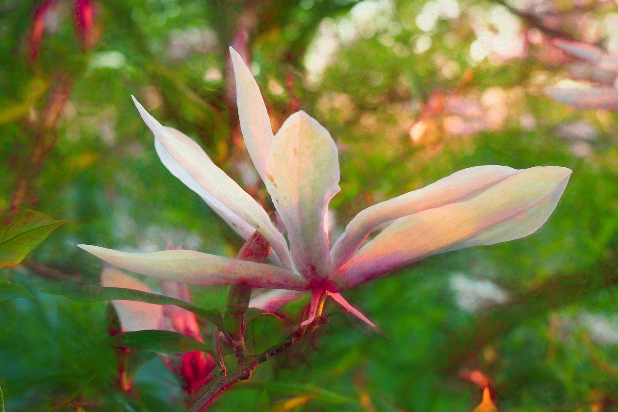 Magnolia，2018， 作者 海伦·怀特