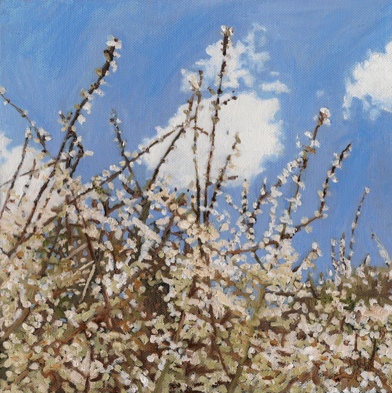 五月花，2012， 作者 海伦·怀特