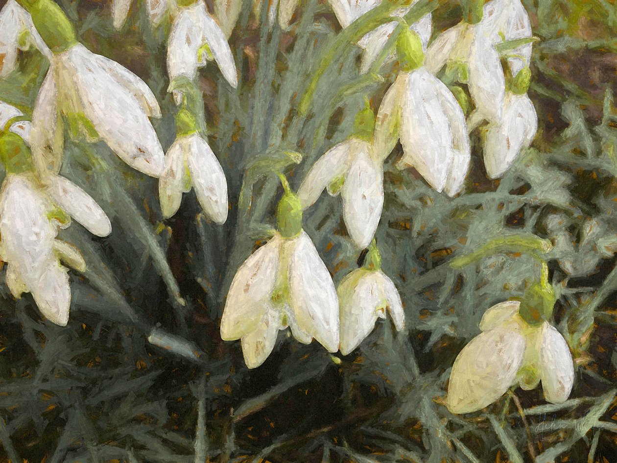 雪花莲，2019年， 作者 海伦·怀特