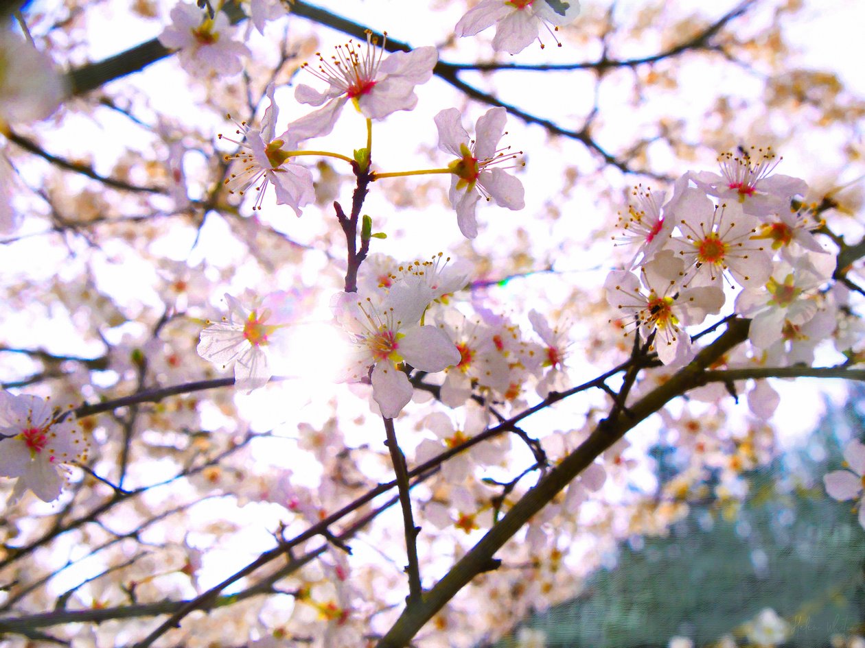 Spring Blossom，2018， 作者 海伦·怀特