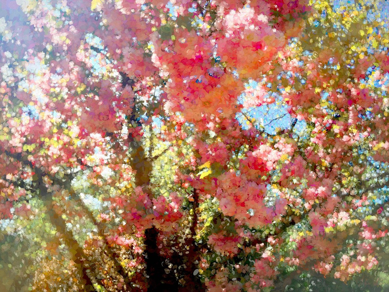 Spring Blossom Sky，2018， 作者 海伦·怀特