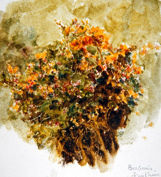 小檗，阳光（纸上水彩画） 作者 海伦阿灵厄姆