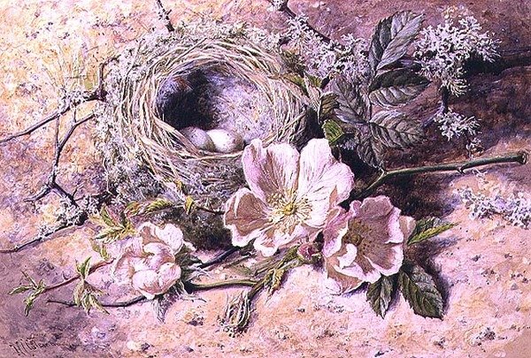 开花与鸟巢（纸上水彩画 作者 海伦·科迪莉亚·科尔曼·安杰尔