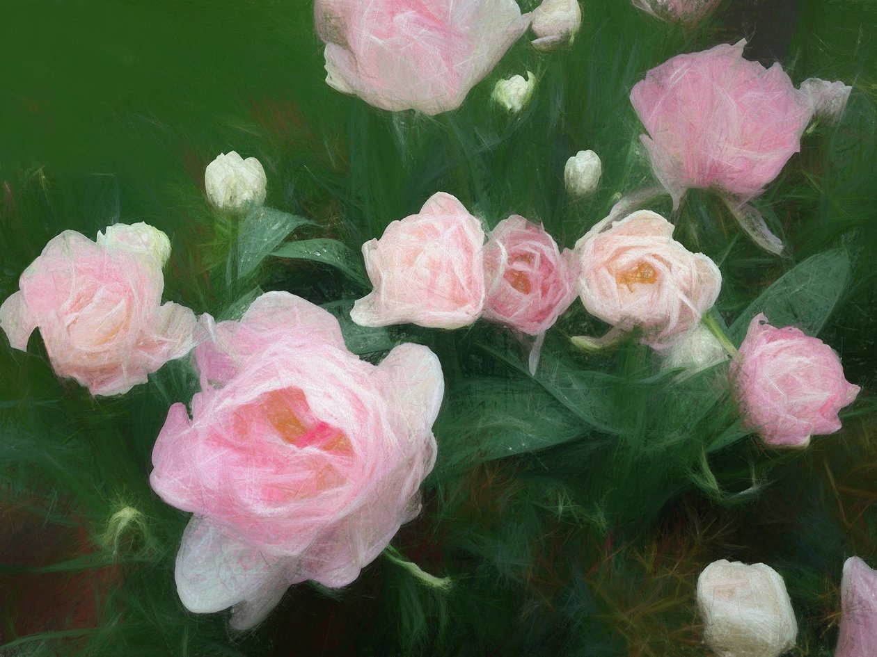 Bed of Roses, 2018 作者 海伦·怀特
