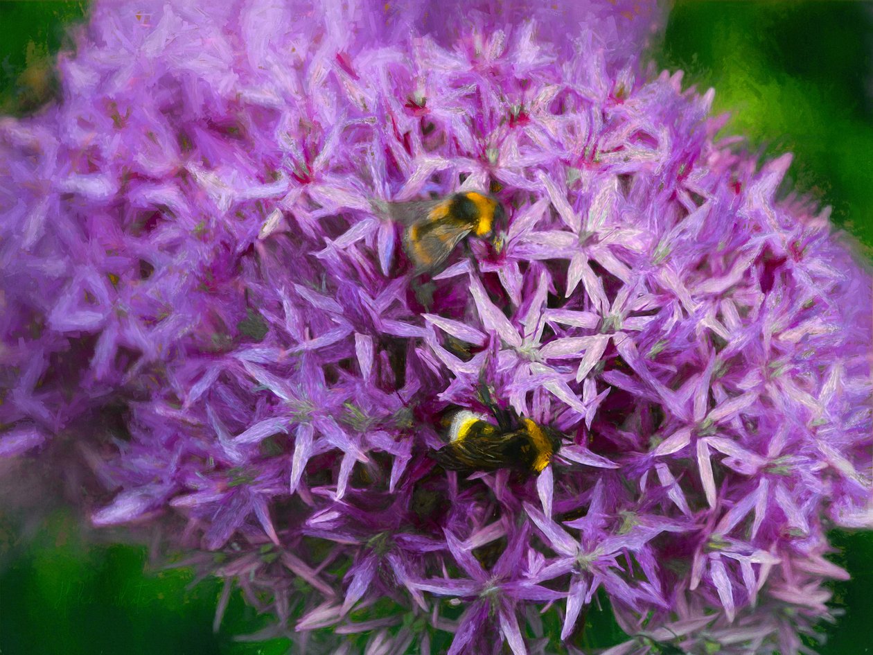 Bees in the aliums, 2018 作者 海伦·怀特