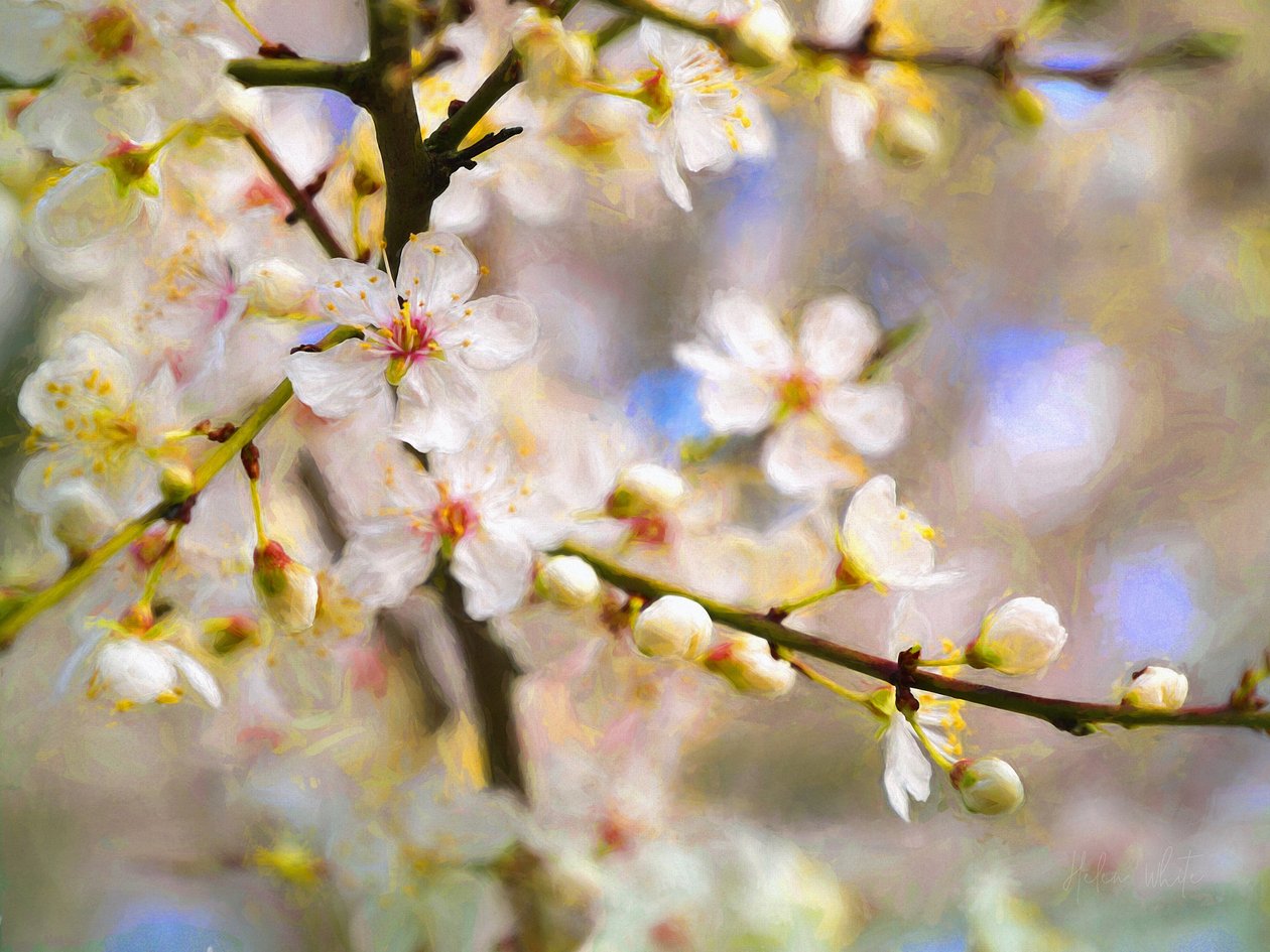 Blossom Joy, 2019 作者 海伦·怀特