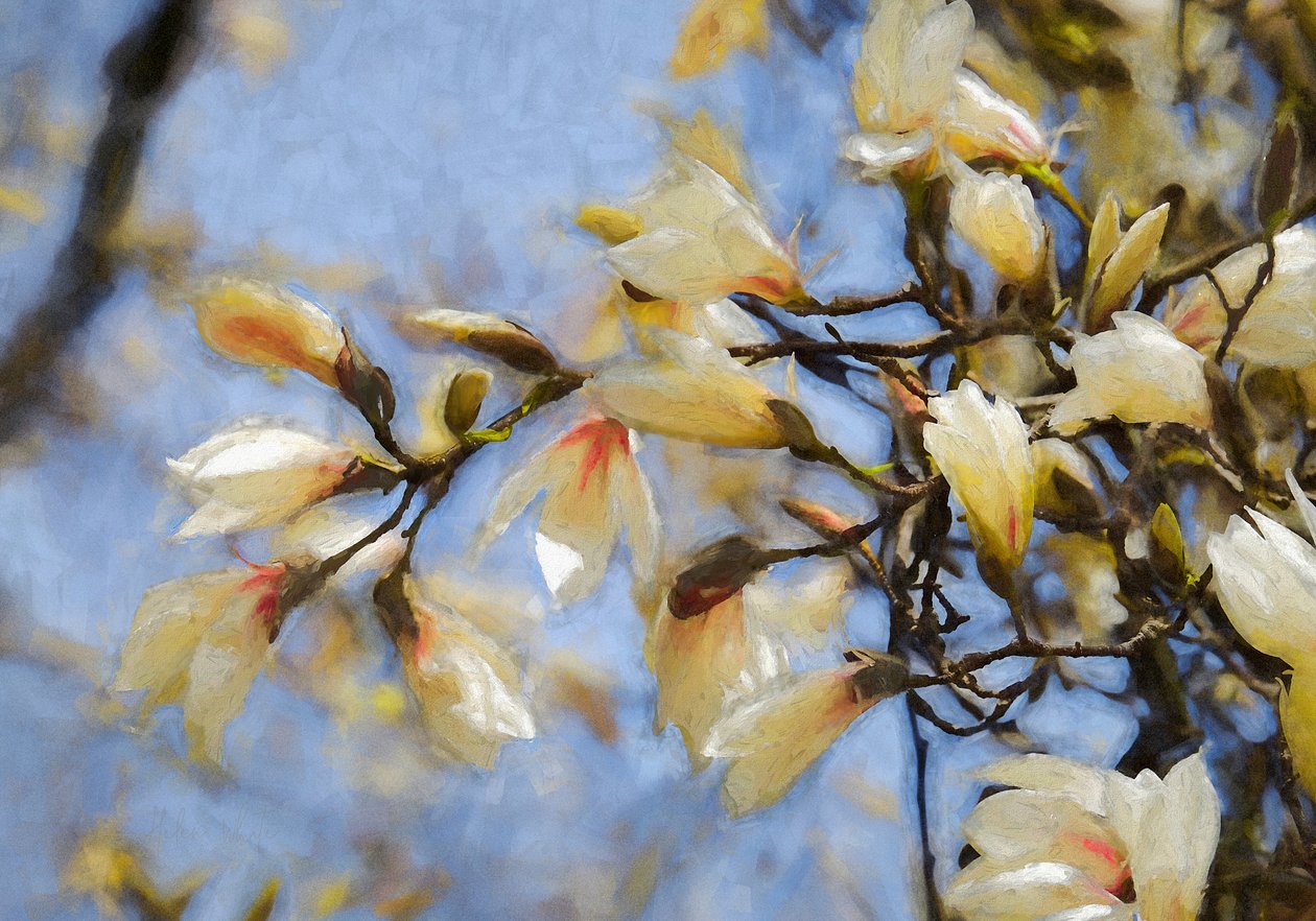 Blue Sky Magnolia, 2019 作者 海伦·怀特
