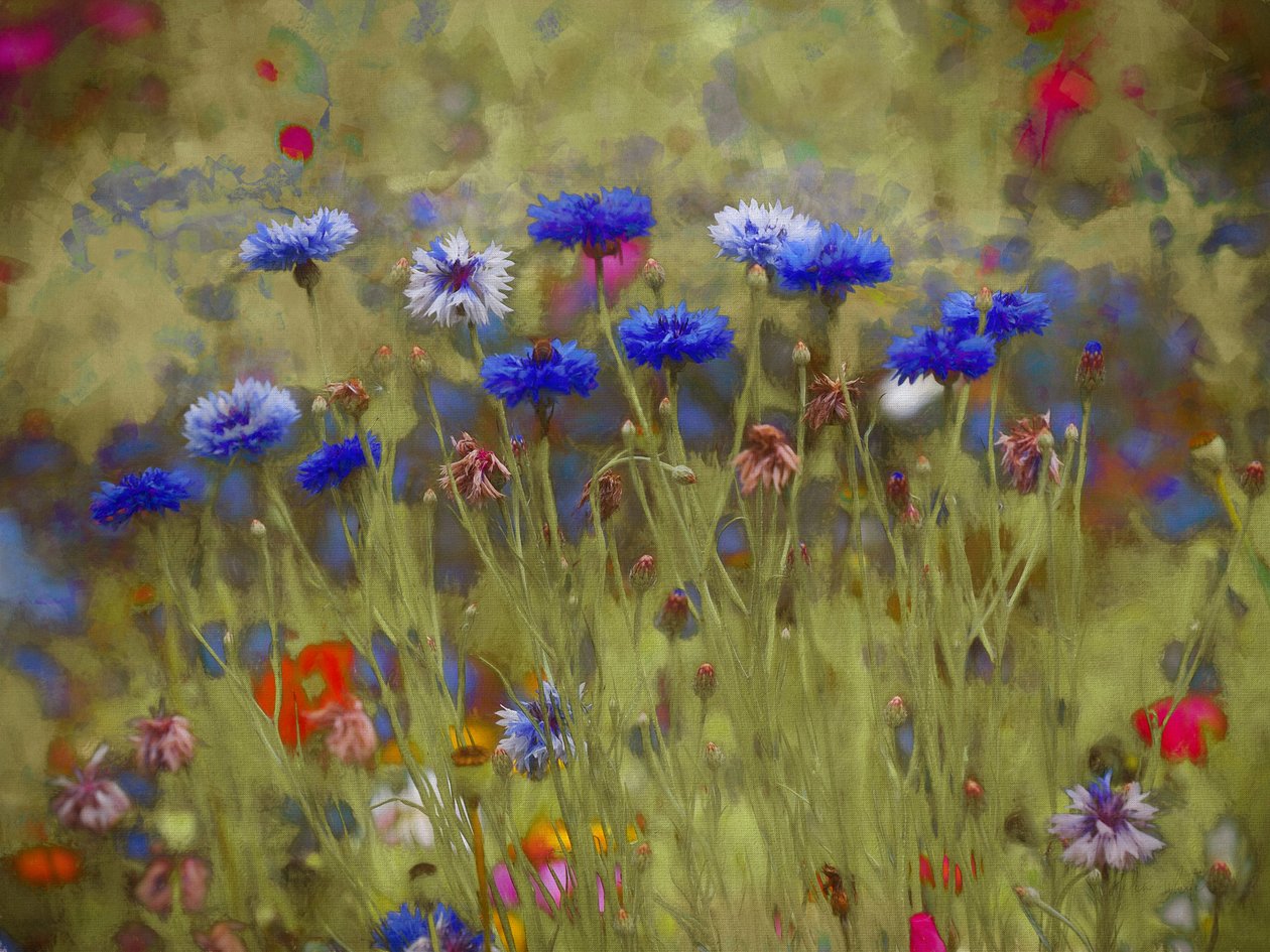 Cornflower Blue, 2020 作者 海伦·怀特