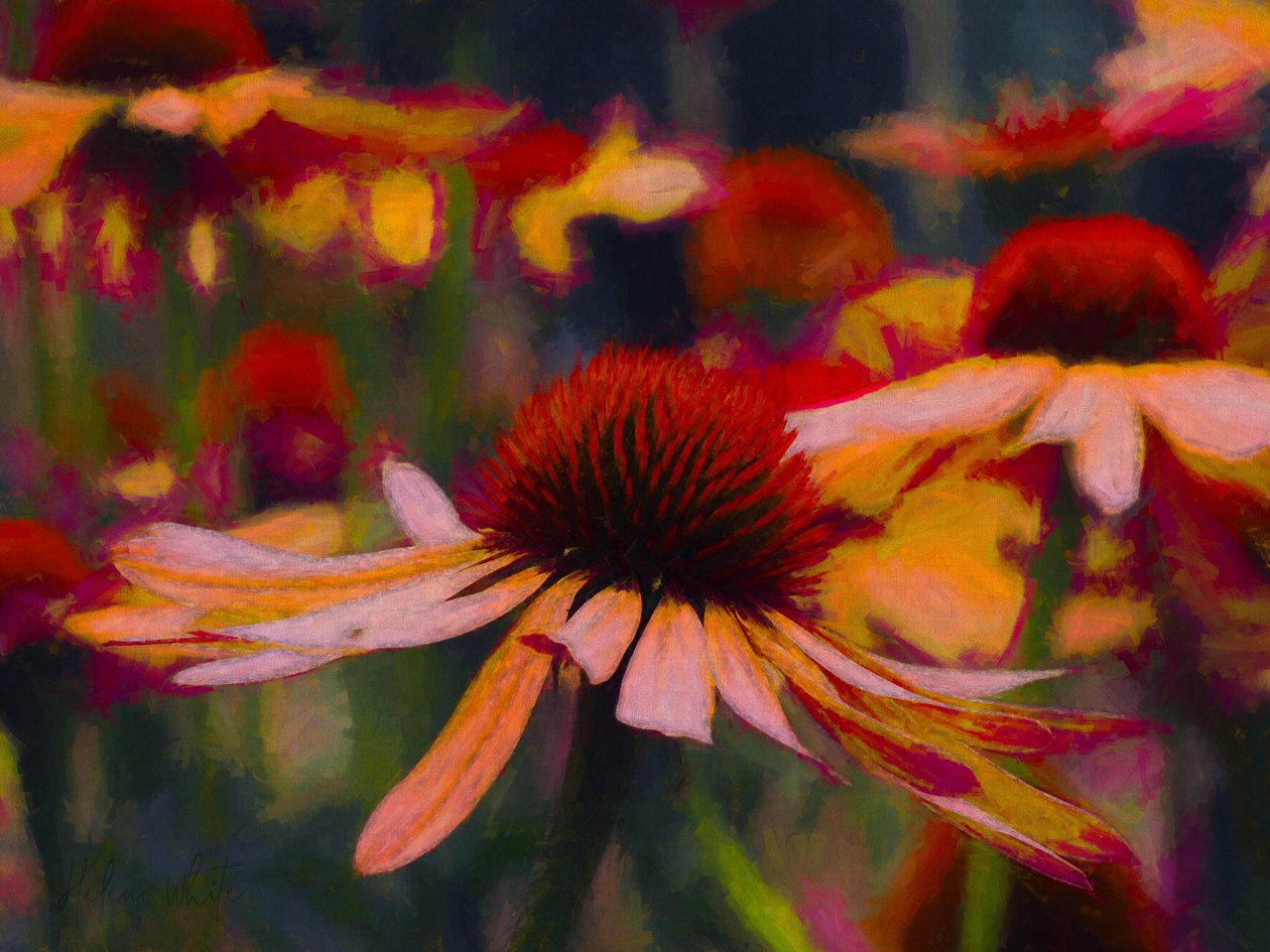 Daisy Daisy, 2019 作者 海伦·怀特