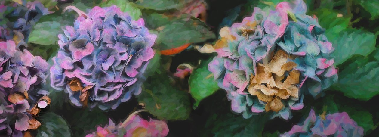 绣球花，2018年， 作者 海伦·怀特