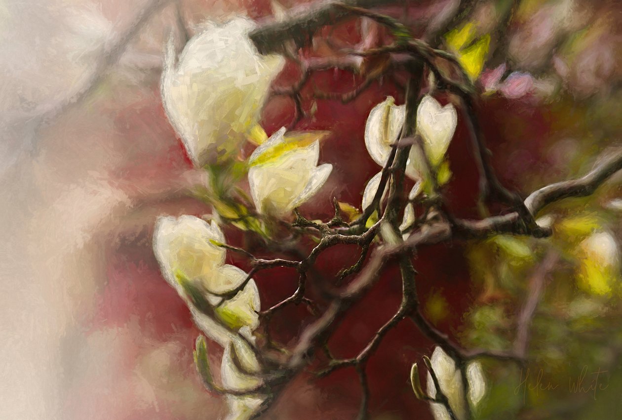 Magnolia, 2018 作者 海伦·怀特