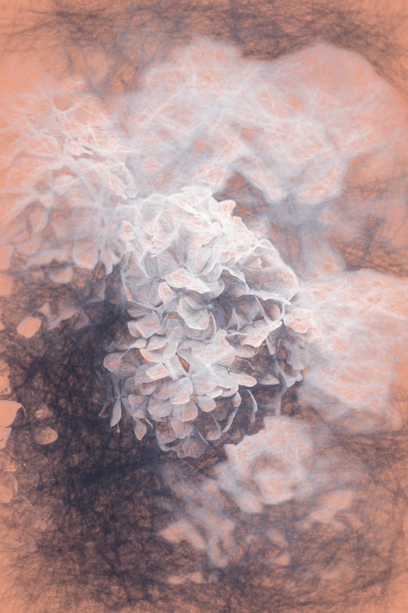 Pastel Hyrangeas，2018， 作者 海伦·怀特
