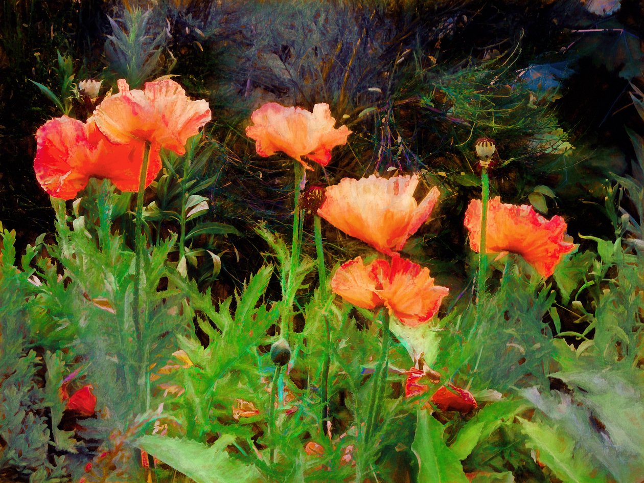 Peachy Poppies, 2020 作者 海伦·怀特