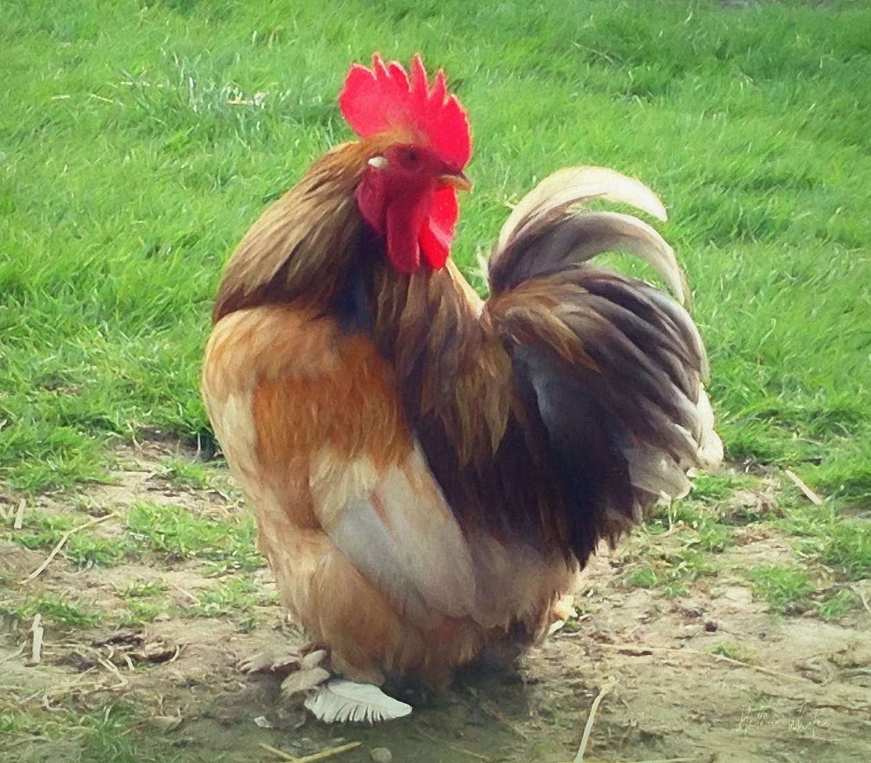 Proud Cockerel, 2018 作者 海伦·怀特