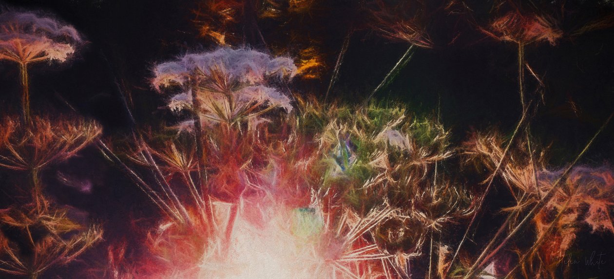 Radiant Hedgerow，2018， 作者 海伦·怀特