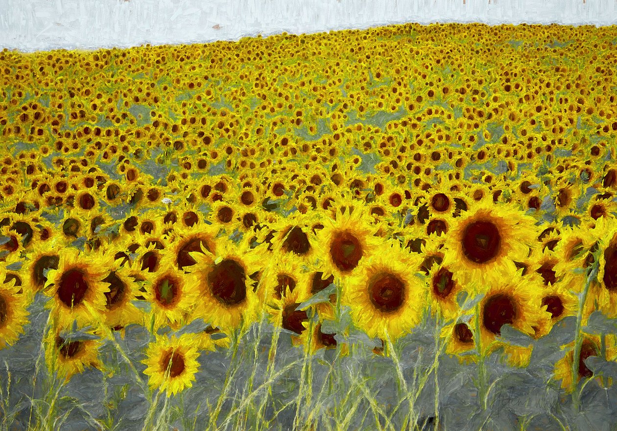 Sunflower field, 2019 作者 海伦·怀特