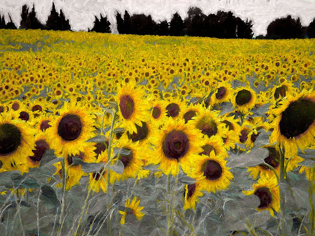 Sunny-Sided Hill, 2019 作者 海伦·怀特