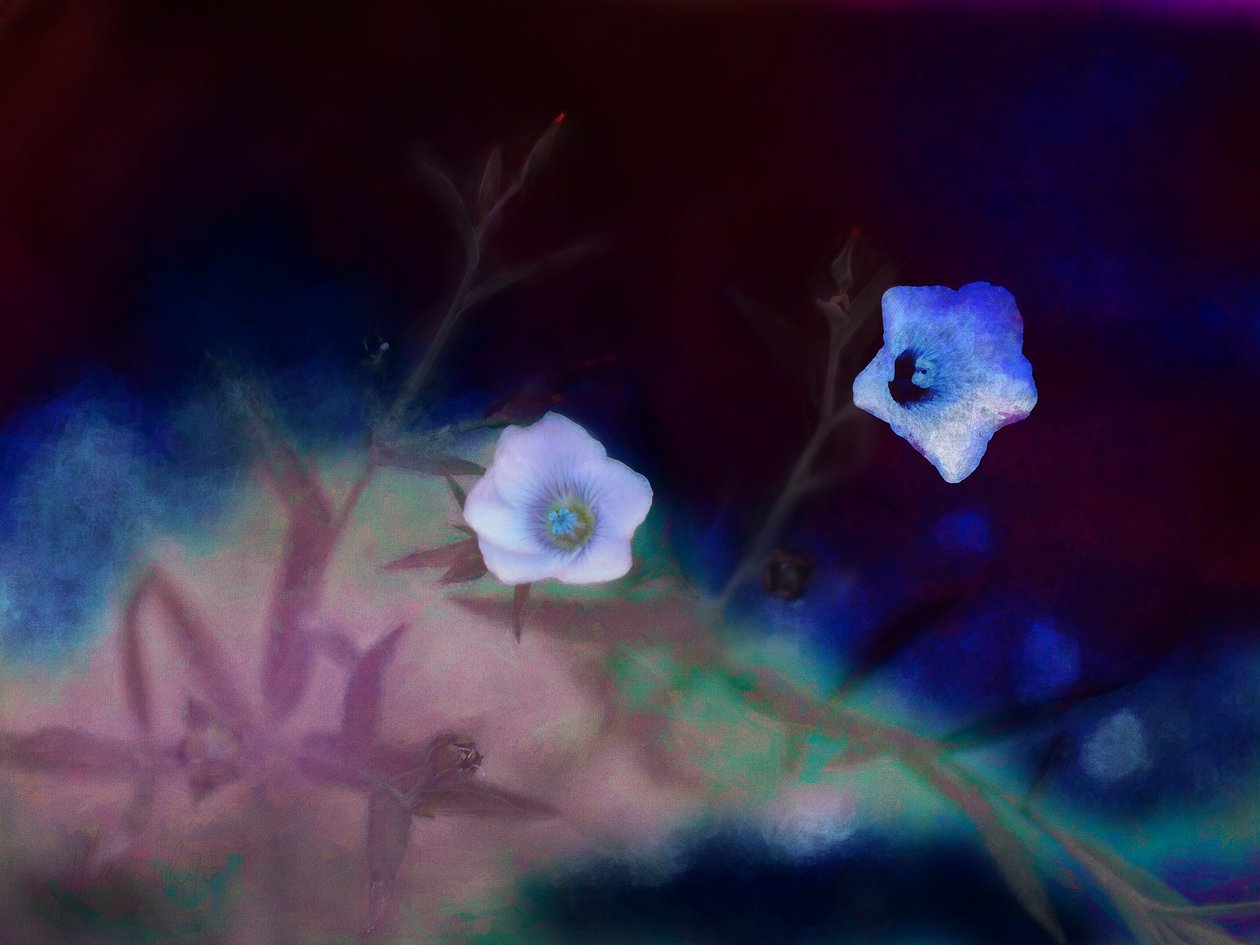 Transience, 2019 作者 海伦·怀特