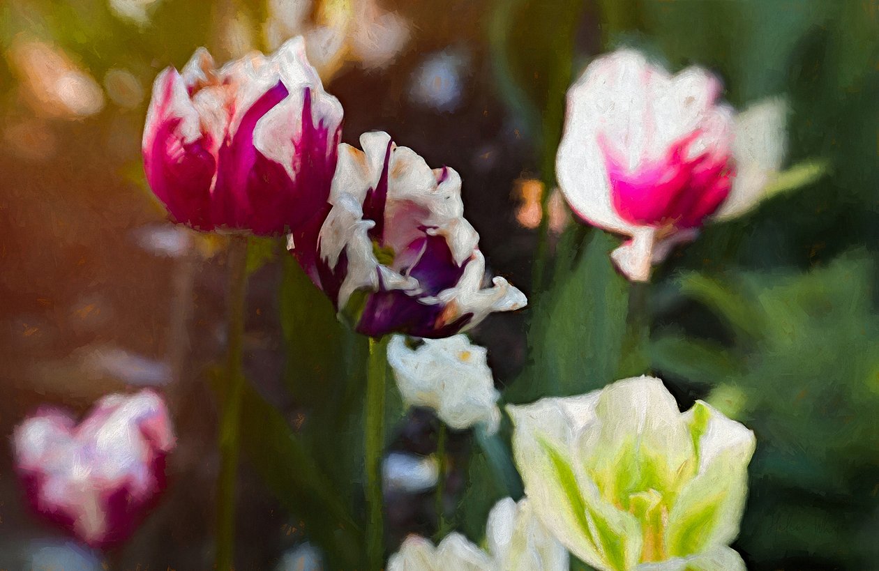 Tulip Patch, 2019 作者 海伦·怀特