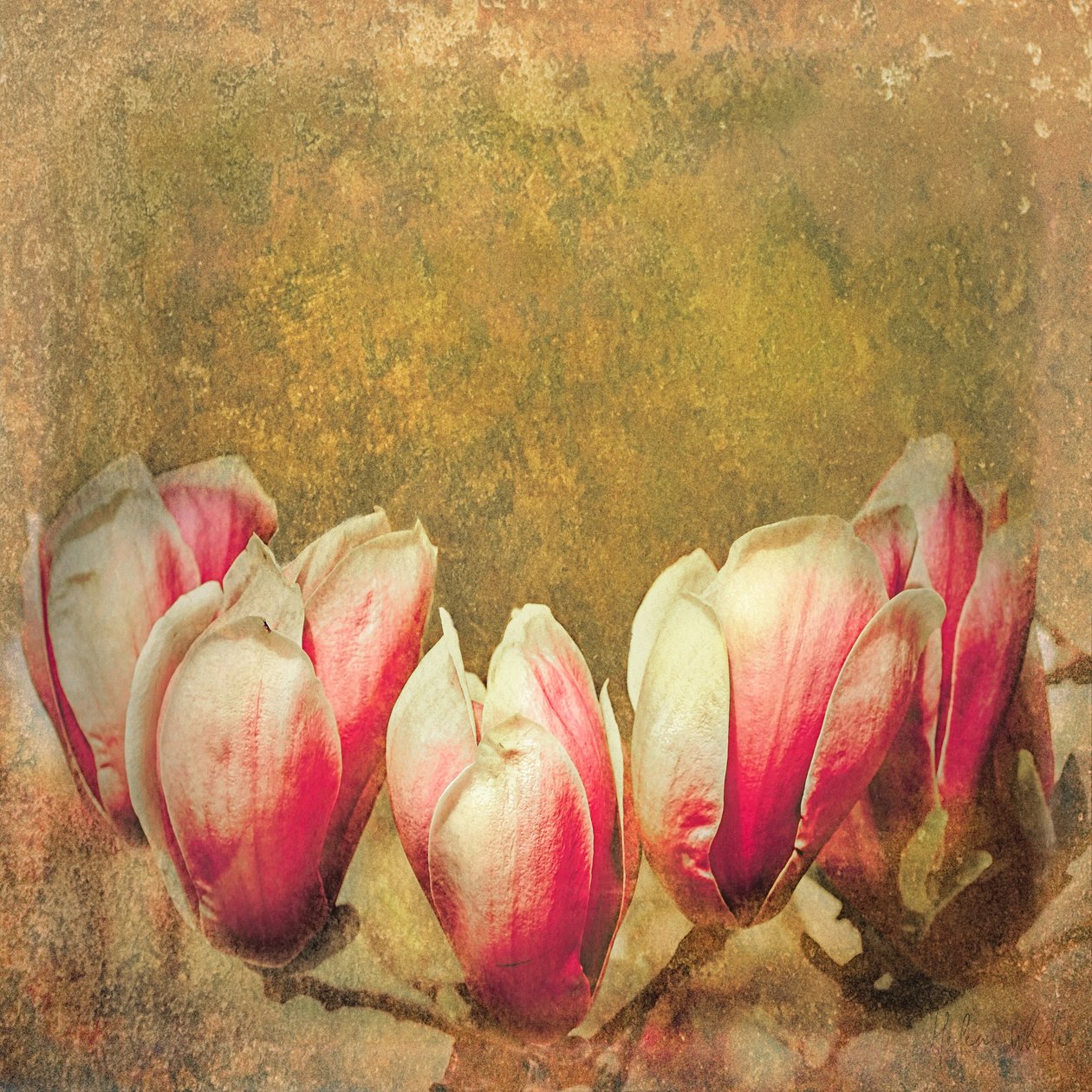 Vintage Magnolia; 2019 作者 海伦·怀特
