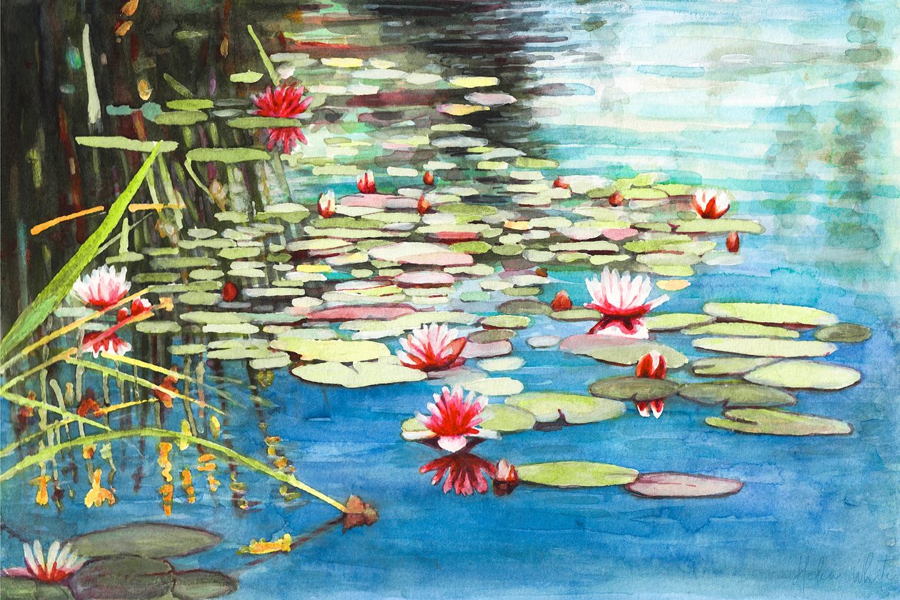 睡莲，2021年（水彩画） 作者 海伦·怀特