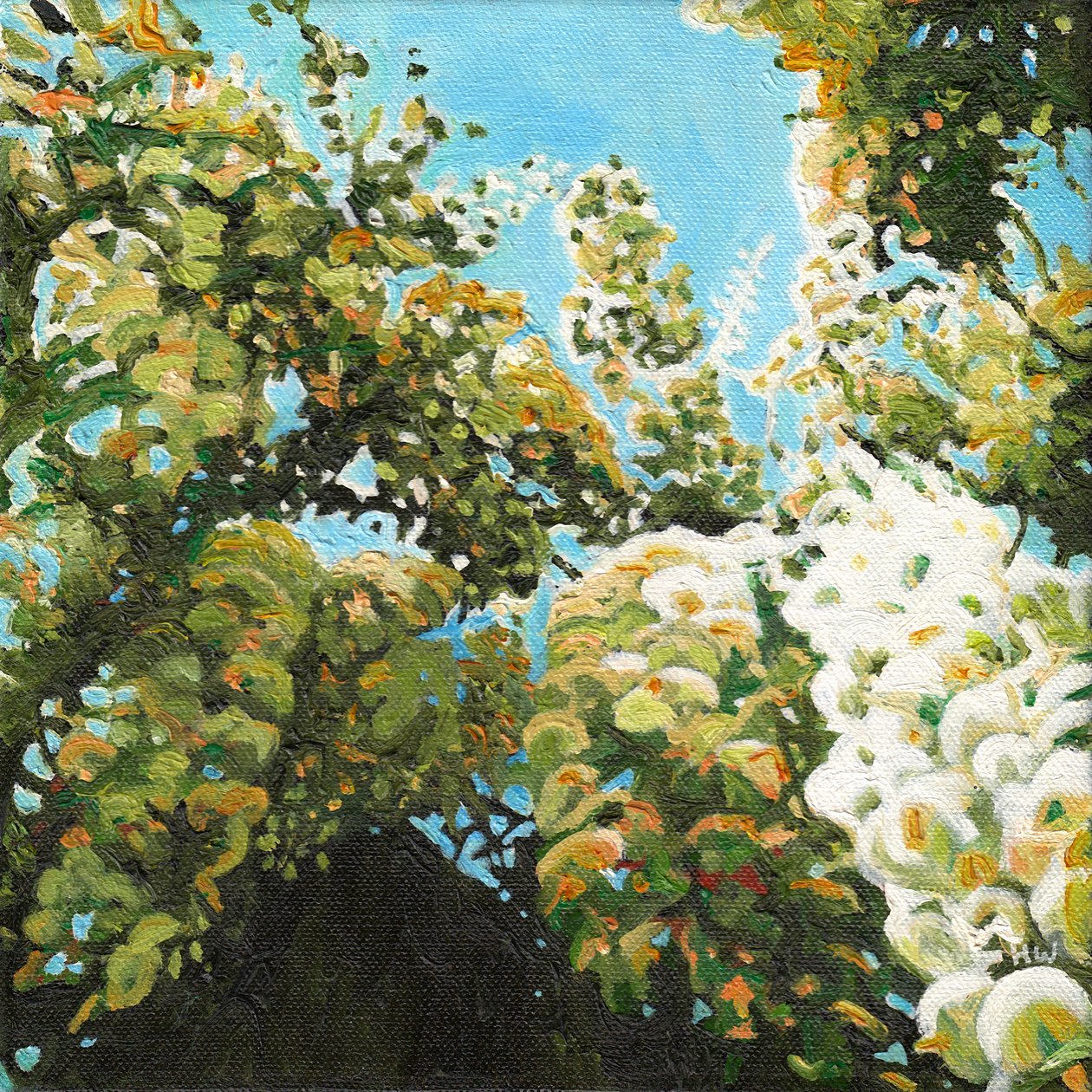 白紫藤，2012 年 作者 海伦·怀特