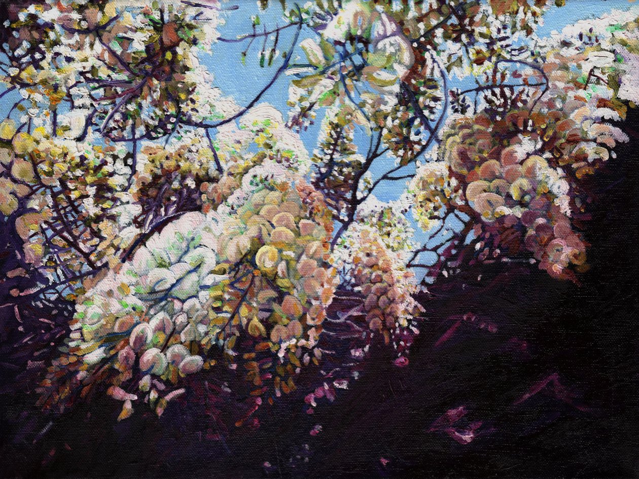白紫藤，2012， 作者 海伦·怀特