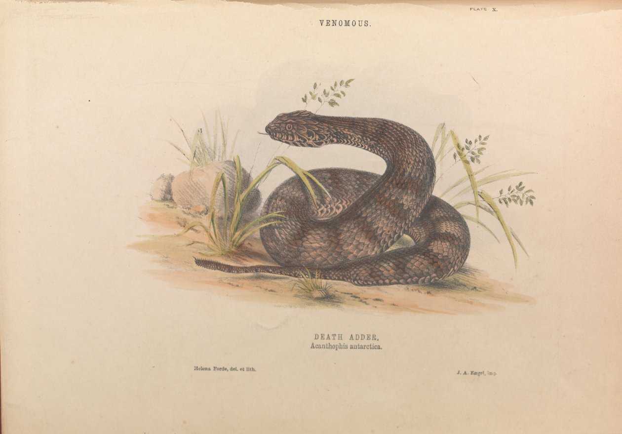 死亡加法器，Acanthophis antarctica 作者 海伦娜·福特（Helena Forde）