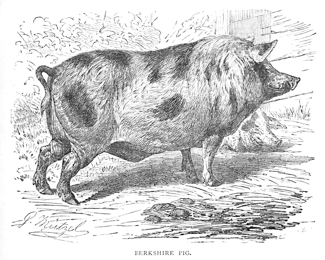 伯克希尔猪，1900年 作者 海伦娜·马奎尔（Helena J.Maguire）