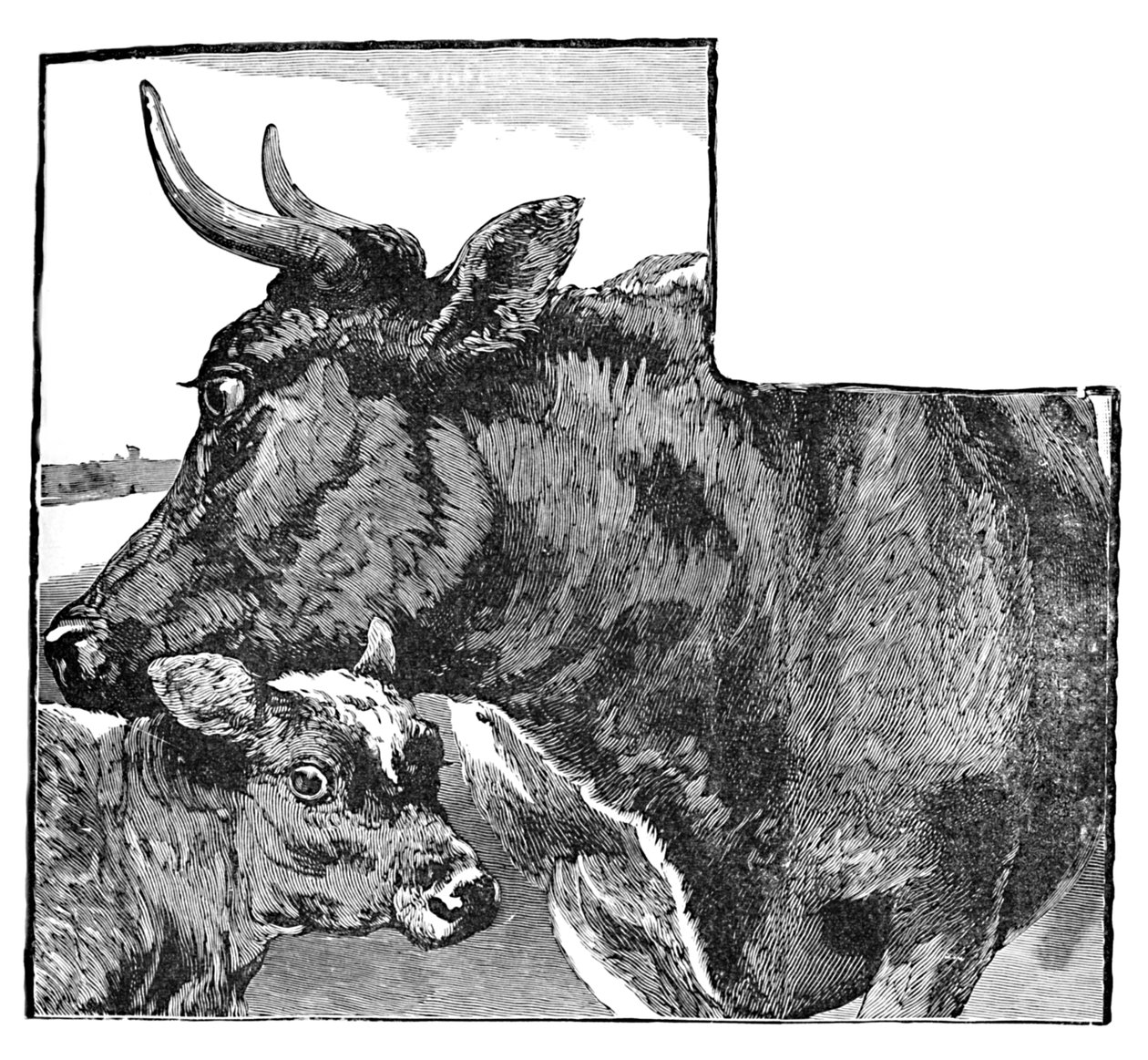 牛和小牛，c1900 作者 海伦娜·马奎尔（Helena J.Maguire）