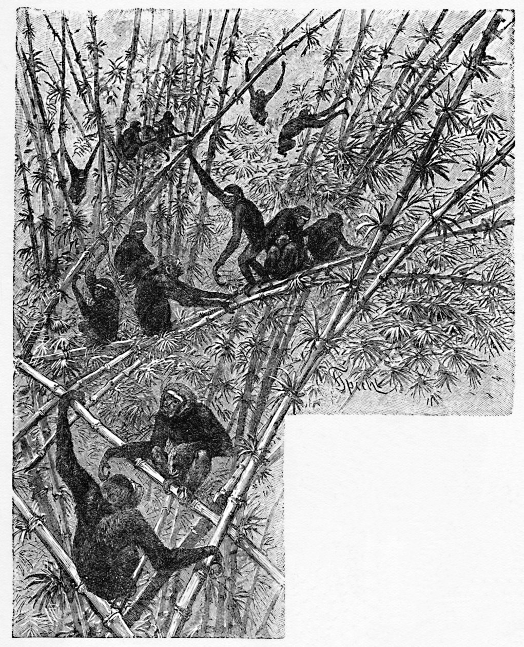 竹丛林中的猫头鹰，c1900 作者 海伦娜·马奎尔（Helena J.Maguire）