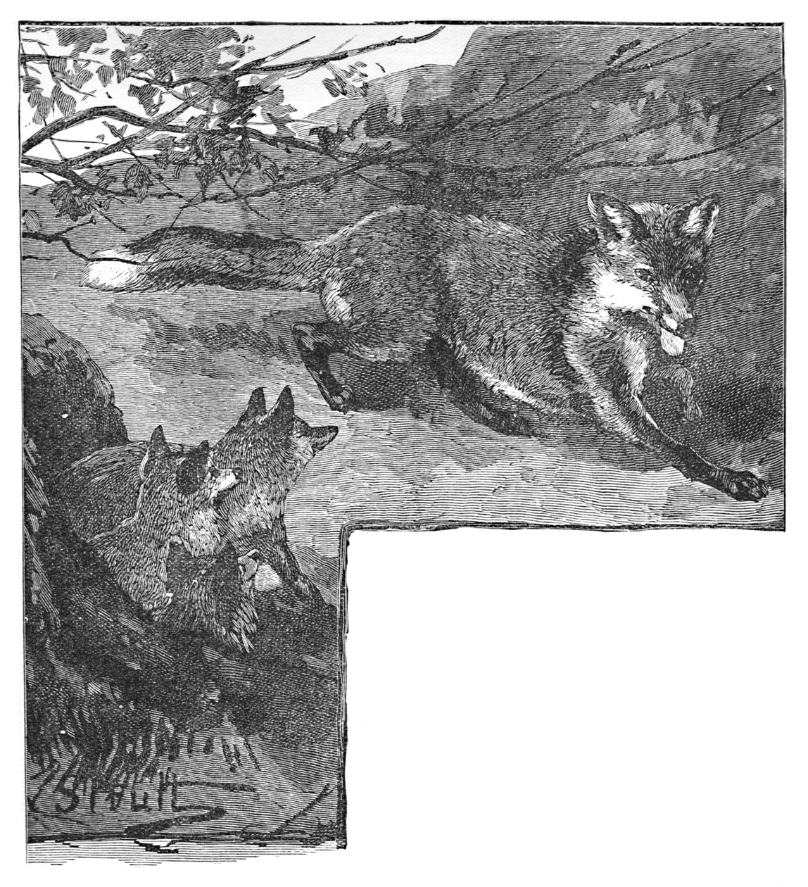 狐狸和她的幼崽，c1900 作者 海伦娜·马奎尔（Helena J.Maguire）
