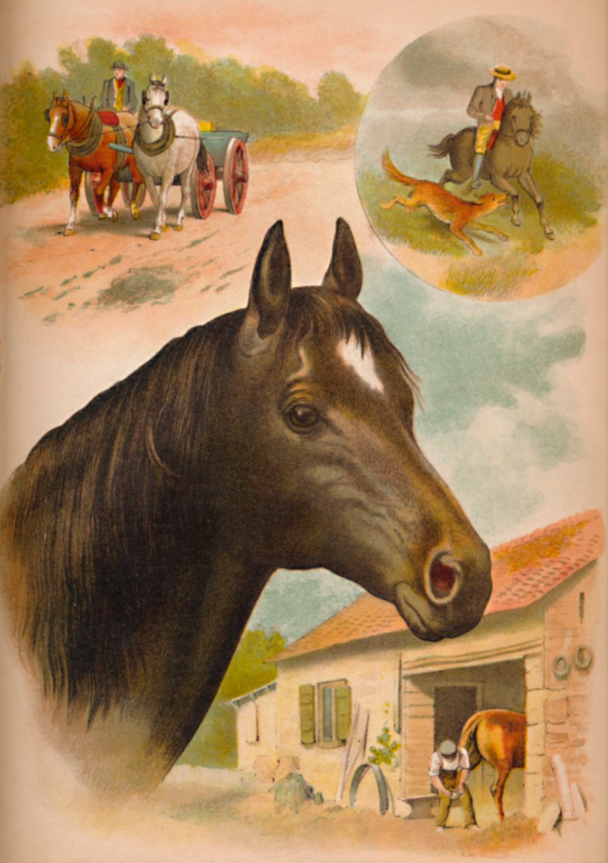马，1900年 作者 海伦娜·马奎尔（Helena J.Maguire）