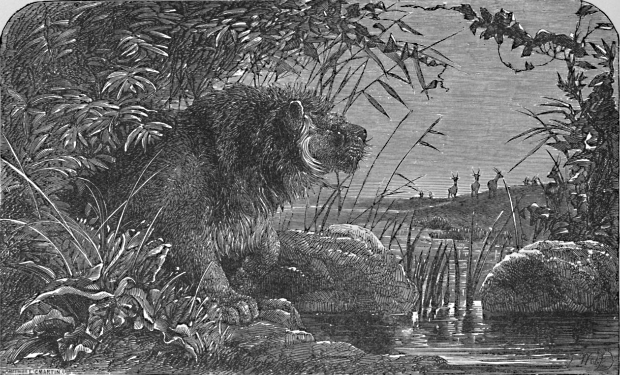 等待羚羊，c1900 作者 海伦娜·马奎尔（Helena J.Maguire）