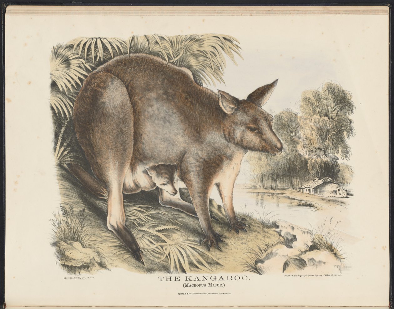 澳大利亚哺乳动物（Krefft）Nla.obj-33627803-12 The Kangaroo 作者 海伦娜·斯科特（Helena Scott）