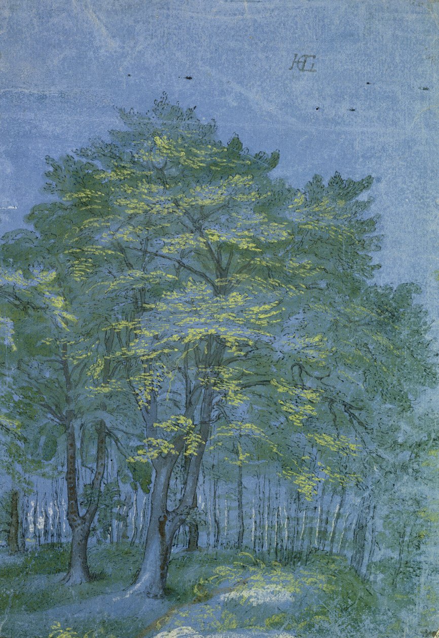 木材中的树木，c.1600（笔和墨水在纸上洗） 作者 亨德里克·古尔齐乌斯（Hendrik Goltzius）