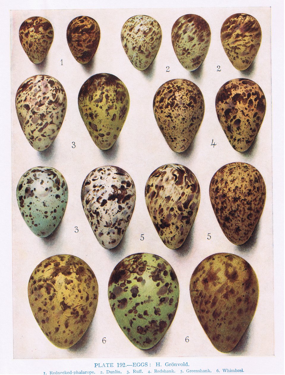 鸡蛋：Dotterell：Common Sandpiper：等，1966年由Kirkman und Jourdain撰写的“英国鸟类”插图 作者 亨德里克·格伦沃尔德